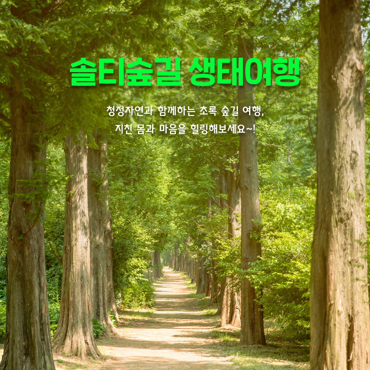 지구 환경을 지켜주는 육상 식물의 5억년 연대기르 담은 솔티숲길 생태여행